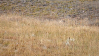 "Grand Teton", Teton, animals, coyote, wildlife