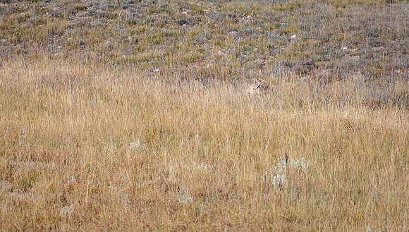 "Grand Teton", Teton, animals, coyote, wildlife