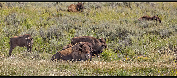 20140904 [C] VACATION 2014 - Grand Teton NP (092+094)-Edit