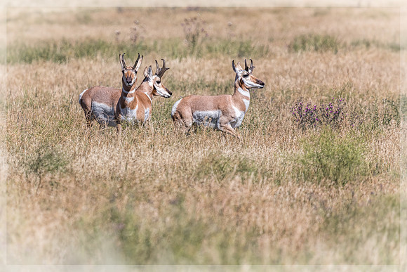 20140904 [C] VACATION 2014 - Grand Teton NP 037-Edit
