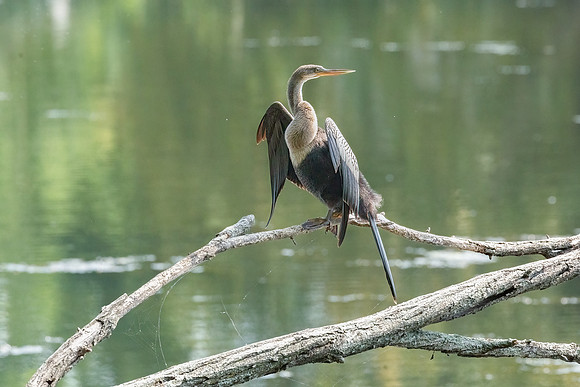 Wilde Lake Anhingas-15
