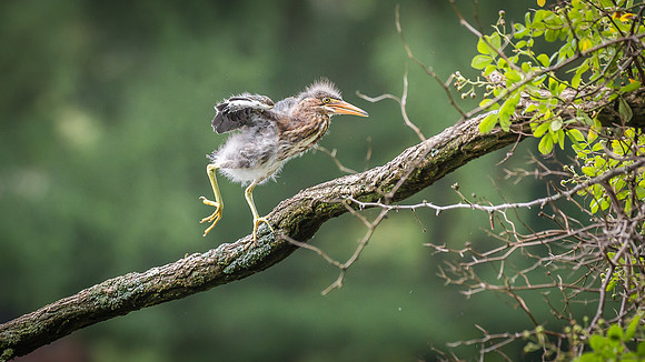Juvenile Green Heron Portraits III-5