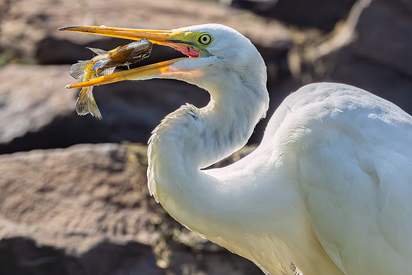 Great Egret Portraits II-21