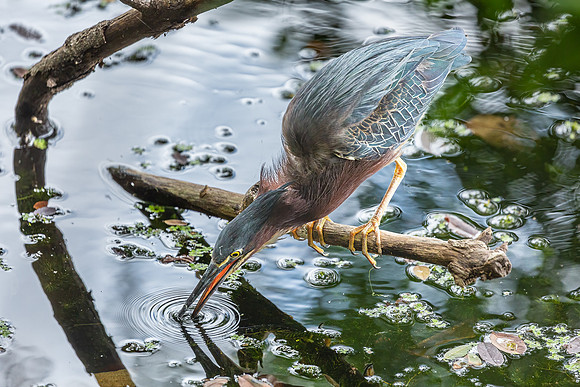 Green Heron & Chicks 01August2022-20