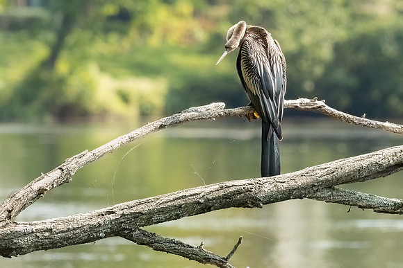 Wilde Lake Anhingas-12