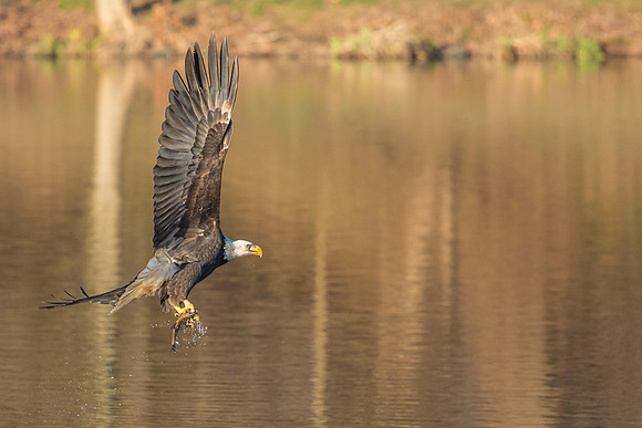 Columbia, "Wilde Lake", "bald eagle", eagle, "lake,", raptor