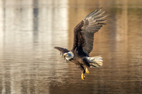 Columbia, "Wilde Lake", "bald eagle", eagle, "lake,", raptor