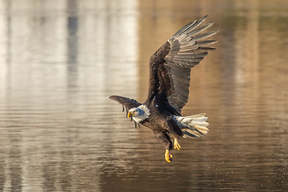 Columbia, "Wilde Lake", "bald eagle", eagle, "lake,", raptor