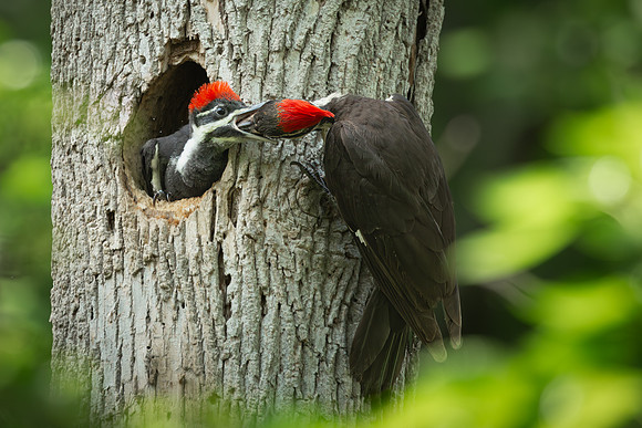 Pileated Woodpeckers 23May2024-10