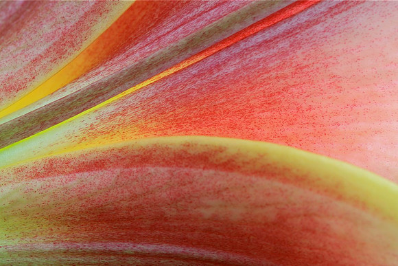 Lily Petal, Longwood Gardens, PA