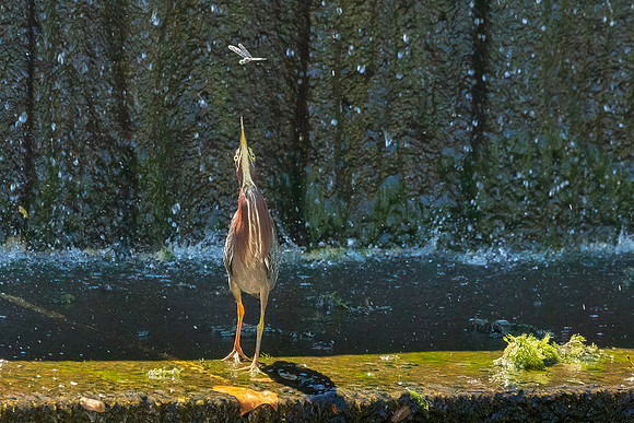 Green Heron Antics-10