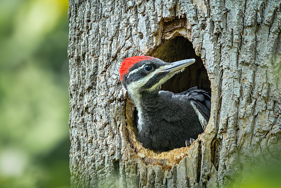 Pileated Woodpeckers 23May2024-4