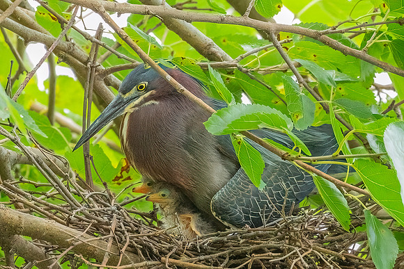 Green Heron & Chicks 28July2022-18