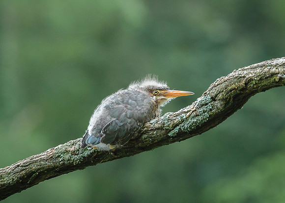 Juvenile Green Heron Portraits III-22