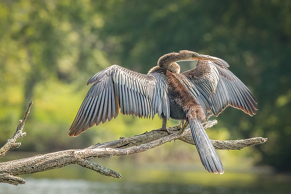 Wilde Lake Anhingas-6