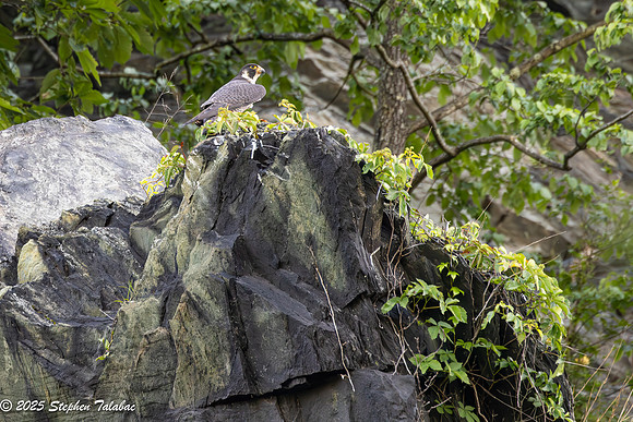 Point of Rocks Peregrine Falcons-9