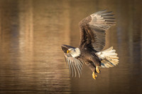 Columbia, "Wilde Lake", "bald eagle", eagle, "lake,", raptor