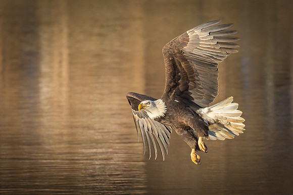 Columbia, "Wilde Lake", "bald eagle", eagle, "lake,", raptor