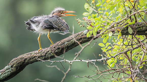 Juvenile Green Heron Portraits III-1