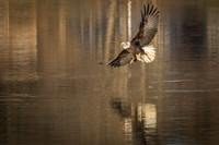 Columbia, "Wilde Lake", "bald eagle", eagle, "lake,", raptor