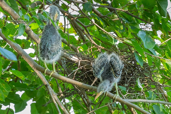 Green Heron Antics-14