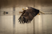 Columbia, "Wilde Lake", "bald eagle", eagle, "lake,", raptor