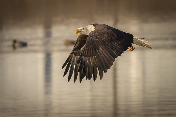 Columbia, "Wilde Lake", "bald eagle", eagle, "lake,", raptor