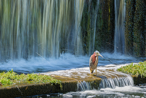 Green Heron Antics-1