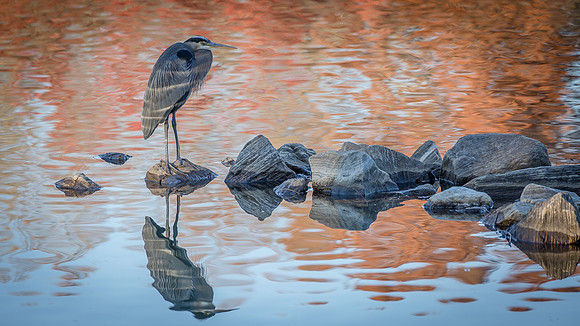 Great Blue Heron at Dusk-1