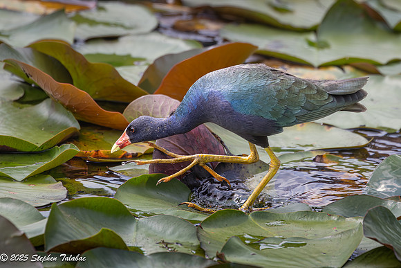 Purple Gallinule-4