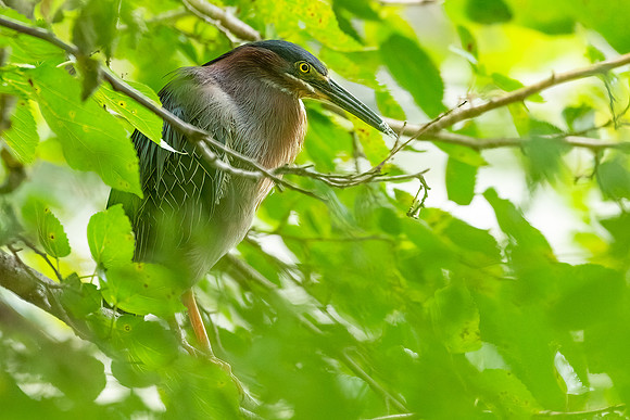 Green Heron & Chicks 01August2022-14