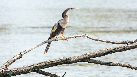 Wilde Lake Anhingas-4