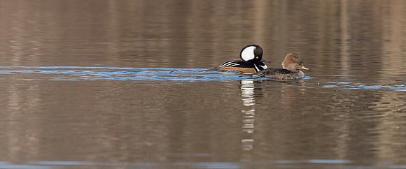 Hooded Mergansers Courtship Dance