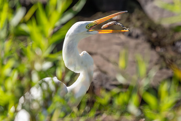 Great Egret Portraits II-12
