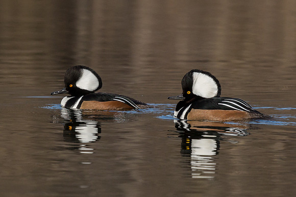 Hooded Mergansers Courtship Dance