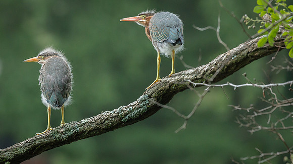 Juvenile Green Heron Portraits III-14