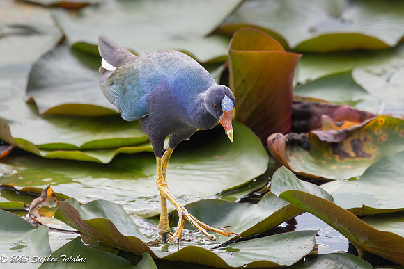 Purple Gallinule-6