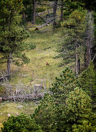 Colorado, "Estes Park", "Rocky Mountain National Park", landscape, patterns, rockies