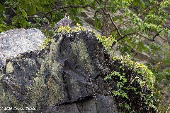 Point of Rocks Peregrine Falcons-10