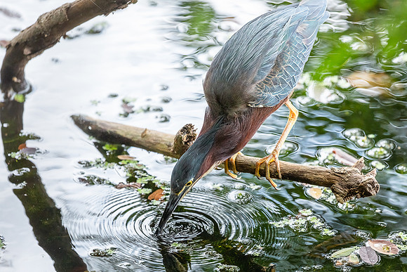 Green Heron & Chicks 01August2022-19