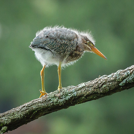 Juvenile Green Heron Portraits III-12