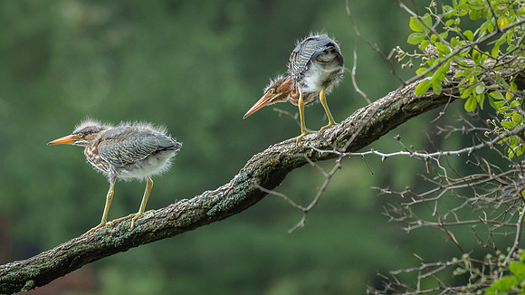 Juvenile Green Heron Portraits III-10