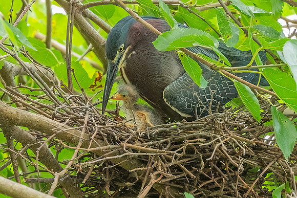 Green Heron & Chicks 28July2022-17