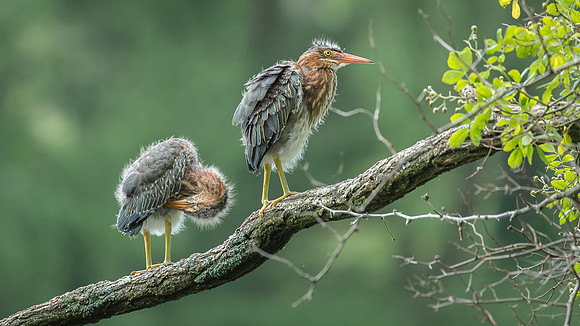 Juvenile Green Heron Portraits III-16