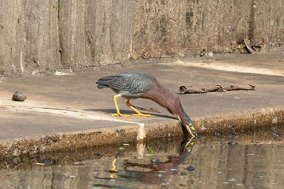 Green Heron & Chicks 01August2022-1