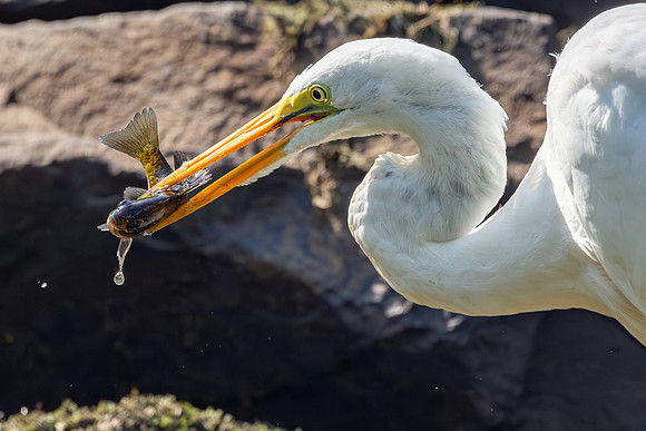 Great Egret Portraits II-18