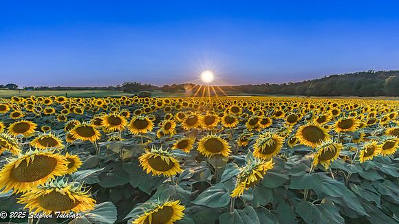 Sunflowers at Sunset-4