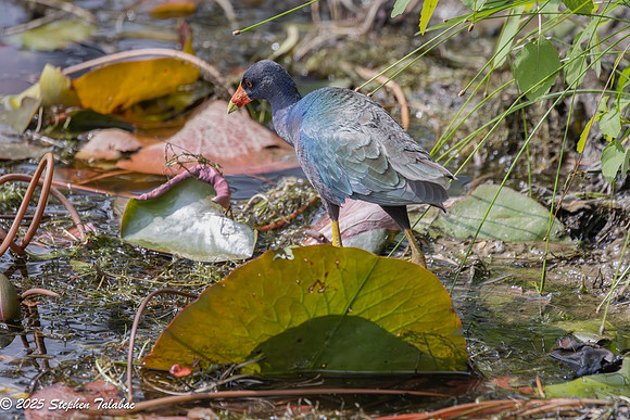 Purple Gallinule-10