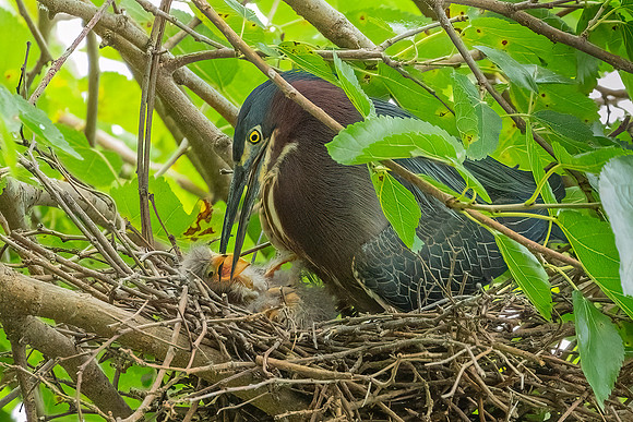 Green Heron & Chicks 28July2022-19
