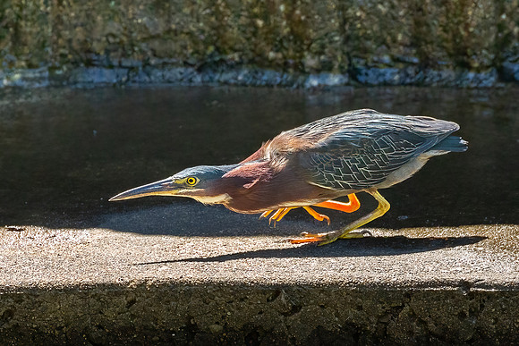 Green Heron Antics-12